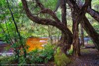 Louisa Creek, Tasmanian Wilderness World Heritage Area