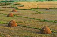 Haystacks in harvested rice fields, on flats beside Doktawady River, northern Shan Highlands. Sunset.
