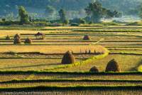Haystacks in harvested rice fields, on flats beside Doktawady River, northern Shan Highlands. Sunset.