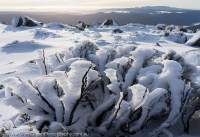 Winter, Snowy Range, Tasmanian Wilderness World Heritage Area