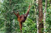 Orangutan, Semenggoh Nature Reserve & wildlife rehabilitation centre, Sarawak.