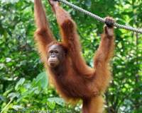 Young female Orangutan, Semenggoh Nature Reserve & wildlife rehabilitation centre, Sarawak.