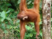 Young female Orangutan, Semenggoh Nature Reserve & wildlife rehabilitation centre, Sarawak.