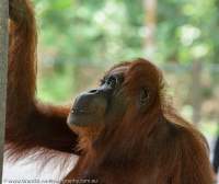 Female Orangutan, Semenggoh Nature Reserve & wildlife rehabilitation centre, Sarawak.