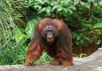 Large male Orangutan, Semenggoh Nature Reserve & wildlife rehabilitation centre, Sarawak.