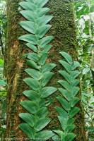 Ephiphytes on tropical rainforest tree, Semenggoh Nature Reserve, Sarawak.