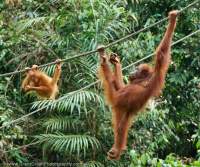 Female & baby Orangutan, Semenggoh Nature Reserve & wildlife rehabilitation centre, Sarawak.