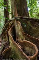 Liana vine & buttress roots of tropical rainforest tree, Kubah National Park, Sarawak, Malaysia.