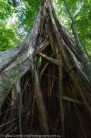 Strangler Fig tree tropical rainforest, Kubah National Park, Sarawak, Malaysia.