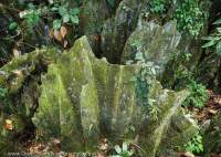 Limestone karst (karren on small pinnacle), on tropical rainforest floor, Mulu National Park, World Heritage Area, Sarawak.