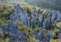 The Pinnacles, limestone karst features up to 45m high, Mulu National Park, World Heritage Area, Sarawak.