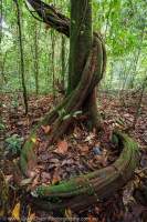 Liana vine in tropical rainforest, Mulu National Park, World Heritage Area, Sarawak.
