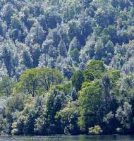Pieman River, Tarkine region, Tasmania