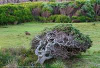 Wind-pruned Banksia and grazing wombat, Tarkine region, northwest Tasmania.