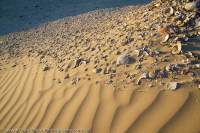 Aboriginal midden shells and dune sand, Tarkine region.