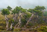 Pencil pines, Tyndall Range, Tasmania