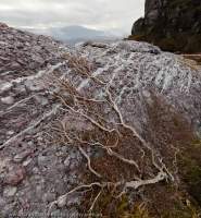 AUSTRALIA, Tasmania, West Coast Range. Prostrate shrub on glaciated surface of conglomerate rock, with quartz veins, Tyndall Range.