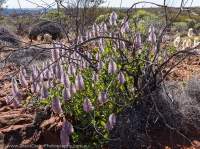 Mulla Mulla (Ptilotus exaltatus) in flower, Walker Gorge, Urrampinyi Iltjiltjarri Aboriginal land trust area, Northern Territory, Australia