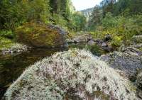 Salisbury River gorge, Southwest National Park, Tasmanian Wilderness World Heritage Area