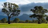 AUSTRALIA, Victoria. Eucalyptus trees in paddock, Grampian mountains beyond.
