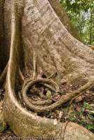 VIETNAM, South, Cat Tien National Park. Buttress roots of large tree, with vine,  in tropical lowland evergreen ranforest.