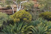 MacDonnell Ranges Cycad (Macrozamia macdonellii), Watarrka/Kings Canyon National Park, Northern Territory, Australia