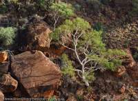 Ghost gum & boulder, Watarrka National Park (Kings Canyon), Northern Territory, Australia