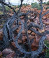 Twisted branches, Watarrka National Park (Kings Canyon), Northern Territory, Australia