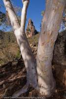 AUSTRALIA, NSW, Coonabarabran, Warrumbungle National Park. Belougery Spire (1057m) & Western Scribbly Gum (Eucalyptus rossii), Spirey Creek valley.