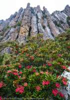 Tasmanian Waratah in flower, kunanyi / Mt Wellington, Tasmania