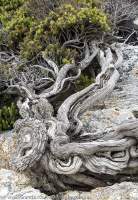 Wind-pruned shrub, Mulcahy Bay, Southwest National Park, Tasmanian Wilderness World Heritage Area