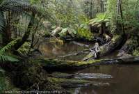 Temperate rainforest, Weld River, Southwest National Park, Tasmanian Wilderness World Heritage Area
