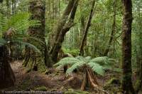 AUSTRALIA, Tasmania, Weld Valley. Temperate rainforest.