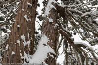 AUSTRALIA, Tasmania, Walls of Jerusalem National Park. Snow-covered trunks of native Pencil Pines (Athrotaxis cupressoides), Dixons Kingdom, winter.