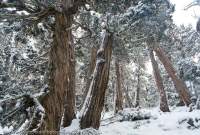 Pencil Pines in snow, Walls of Jerusalem National Park, Tasmania.