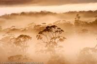 AUSTRALIA, Tasmania, Vale of Rasselas. Valley mist at dawn, Franklin-Gordon Wild Rivers National Park.