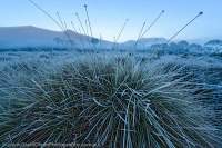 Frosty buttongrass, Vale of Rasselas, Franklin - Gordon Wild Rivers National Park, Tasmanian Wilderness World Heritage Area.