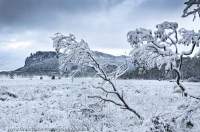 Autumn snowfall on Pelion Plains, Mt Oakleigh beyond. Cradle Mtn - Lake St Clair National Park, Tasmanian Wilderness World Heritage Area.